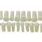 Set of 28 Teeth Hl-60600