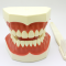 Tooth Model A-Tape Hl-03310  
