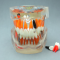 Tooth Model P-Tape Hl-60007